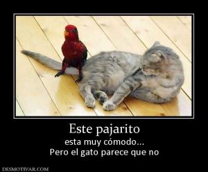 Este pajarito esta muy cómodo... Pero el gato parece que no
