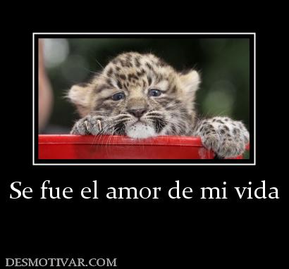 Se fue el amor de mi vida