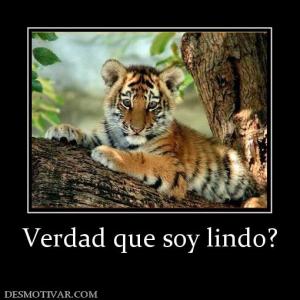 Verdad que soy lindo?