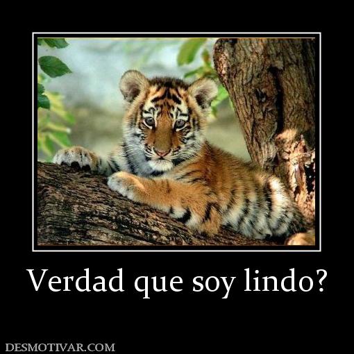 Verdad que soy lindo?