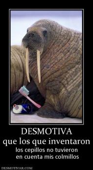 DESMOTIVA que los que inventaron los cepillos no tuvieron  en cuenta mis colmillos