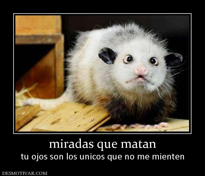 miradas que matan tu ojos son los unicos que no me mienten