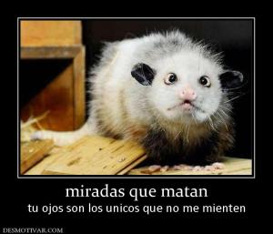 miradas que matan tu ojos son los unicos que no me mienten