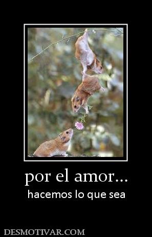 por el amor... hacemos lo que sea