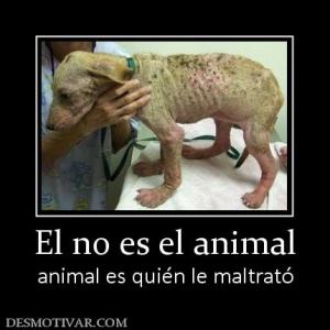 El no es el animal animal es quién le maltrató