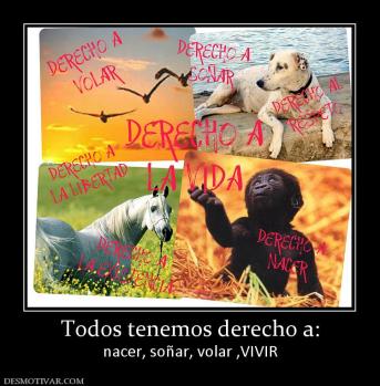 Todos tenemos derecho a: nacer, soñar, volar ,VIVIR