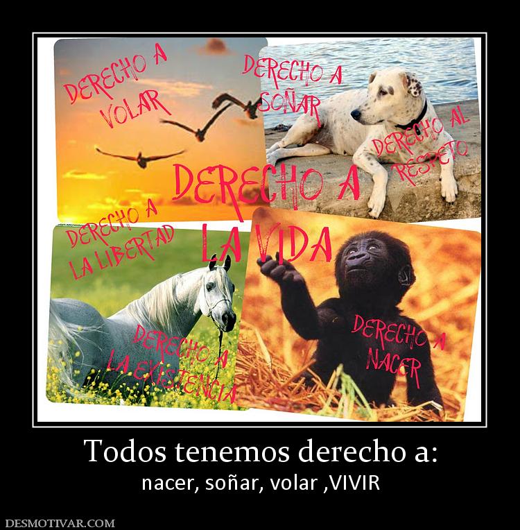 Todos tenemos derecho a: nacer, soñar, volar ,VIVIR
