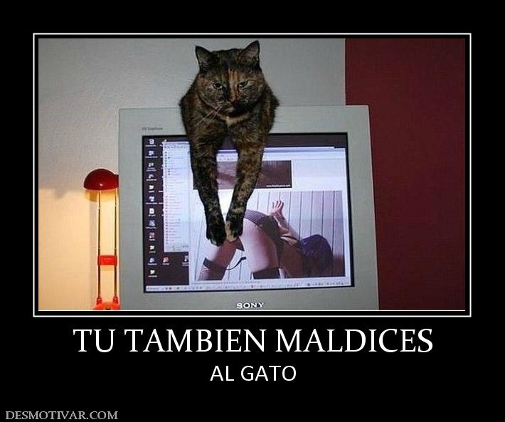 TU TAMBIEN MALDICES AL GATO