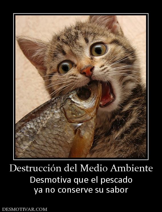 Destrucción del Medio Ambiente Desmotiva que el pescado ya no conserve su sabor