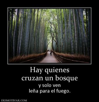 Hay quienes cruzan un bosque y solo ven leña para el fuego.