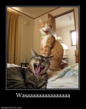 Wasaaaaaaaaaaaaaaa