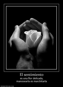 El sentimiento es una flor delicada, manosearla es marchitarla