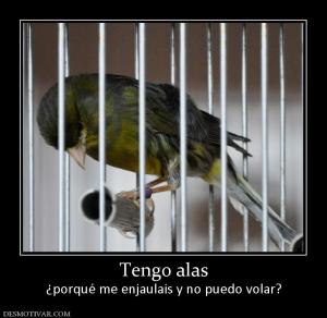 Tengo alas ¿porqué me enjaulais y no puedo volar?