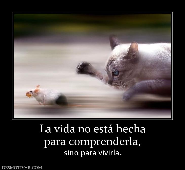 La vida no está hecha para comprenderla,  sino para vivirla.