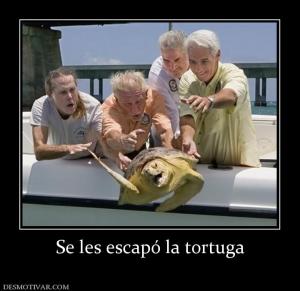 Se les escapó la tortuga