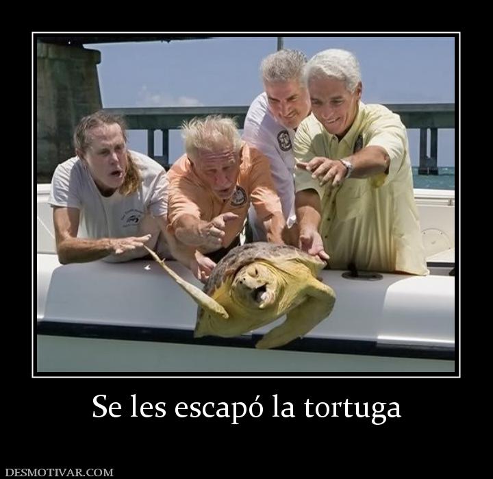 Se les escapó la tortuga