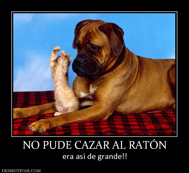 NO PUDE CAZAR AL RATÓN era así de grande!!