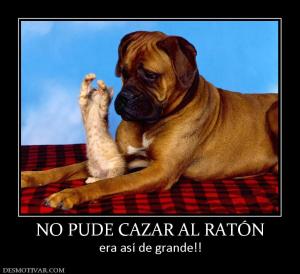 NO PUDE CAZAR AL RATÓN era así de grande!!