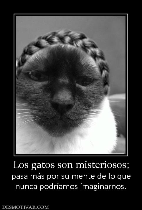 Los gatos son misteriosos; pasa más por su mente de lo que nunca podríamos imaginarnos.