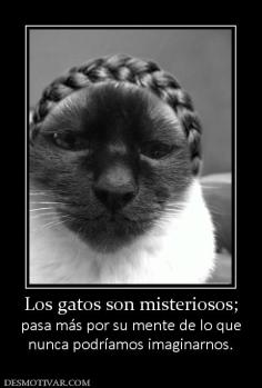 Los gatos son misteriosos; pasa más por su mente de lo que nunca podríamos imaginarnos.