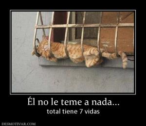 Él no le teme a nada... total tiene 7 vidas