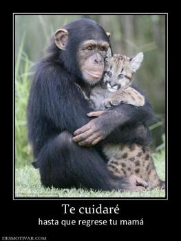 Te cuidaré hasta que regrese tu mamá