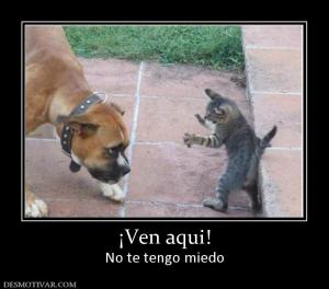 ¡Ven aqui! No te tengo miedo