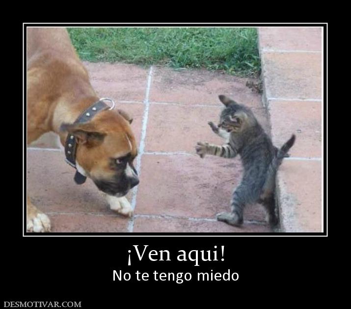¡Ven aqui! No te tengo miedo