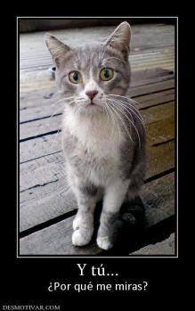Y tú... ¿Por qué me miras?