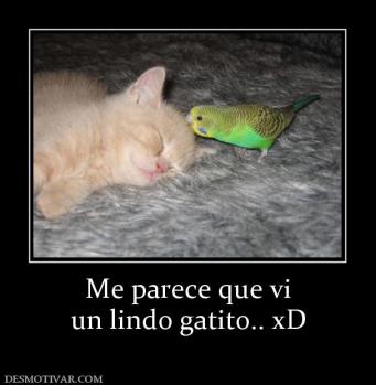 Me parece que vi un lindo gatito.. xD