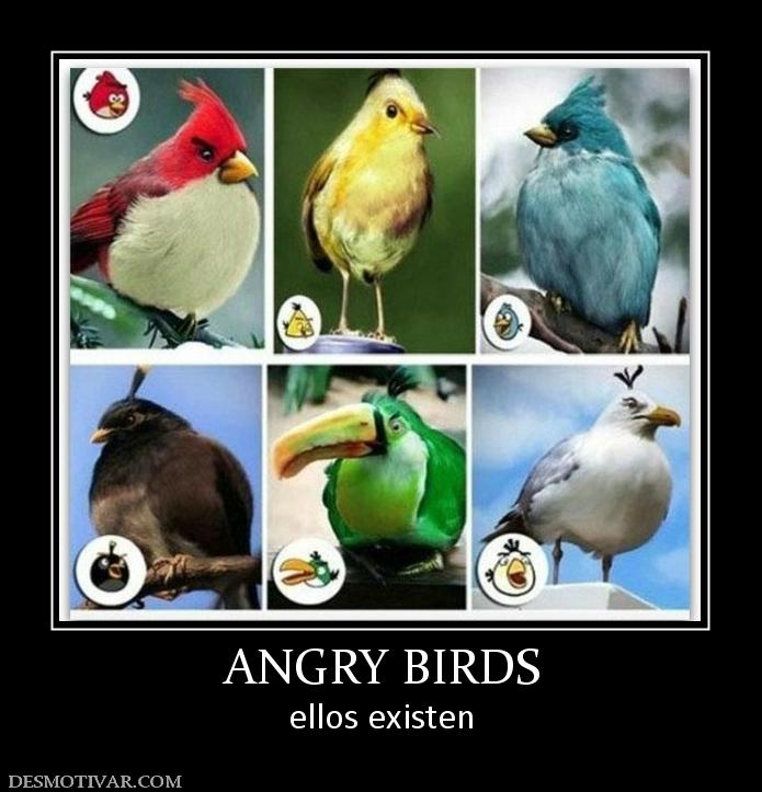 ANGRY BIRDS ellos existen