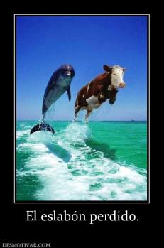 El eslabón perdido.