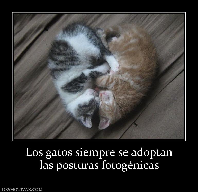 Los gatos siempre se adoptan las posturas fotogénicas