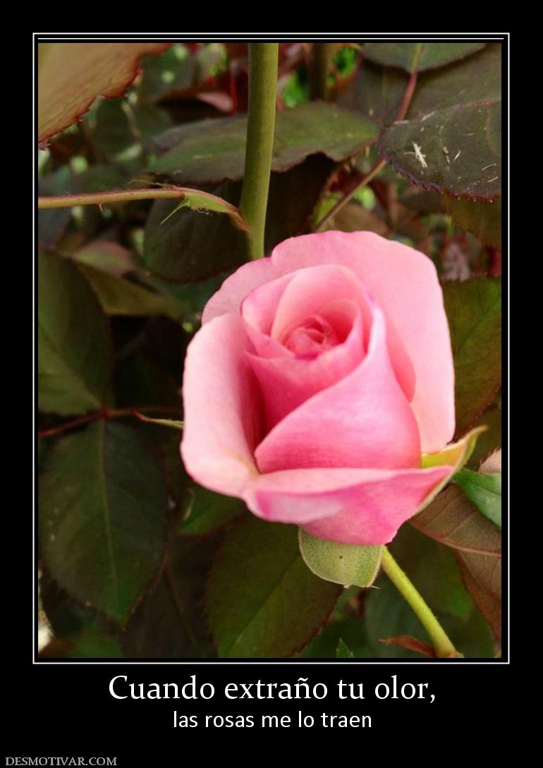 Cuando extraño tu olor, las rosas me lo traen