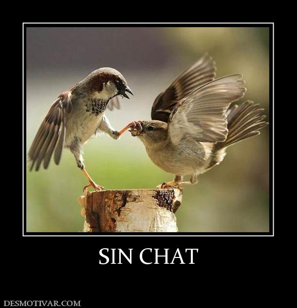 SIN CHAT