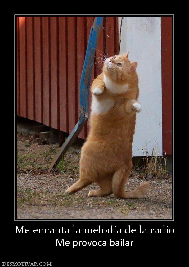 Me encanta la melodía de la radio Me provoca bailar