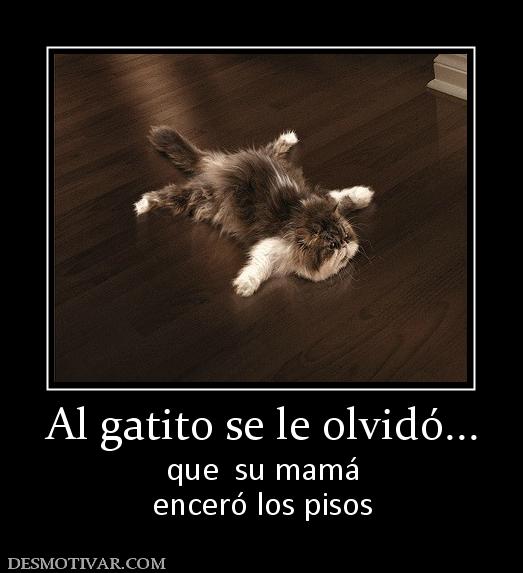Al gatito se le olvidó... que  su mamá enceró los pisos