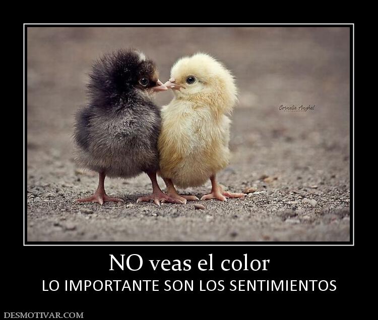 NO veas el color LO IMPORTANTE SON LOS SENTIMIENTOS