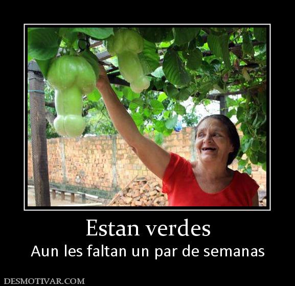 Estan verdes Aun les faltan un par de semanas