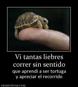 Vi tantas liebres correr sin sentido que aprendí a ser tortuga y apreciar el recorrido