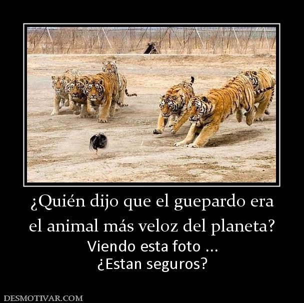 ¿Quién dijo que el guepardo era el animal más veloz del planeta? Viendo esta foto ... ¿Estan seguros?