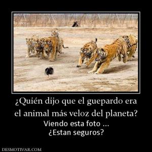 ¿Quién dijo que el guepardo era el animal más veloz del planeta? Viendo esta foto ... ¿Estan seguros?