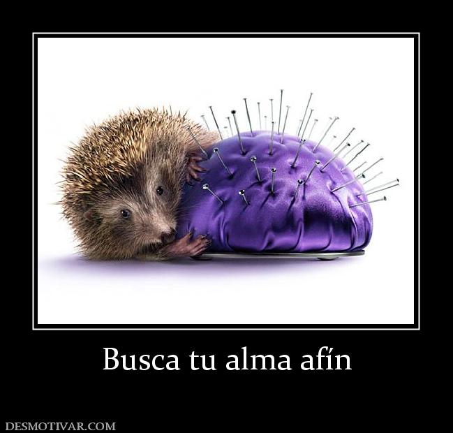 Busca tu alma afín