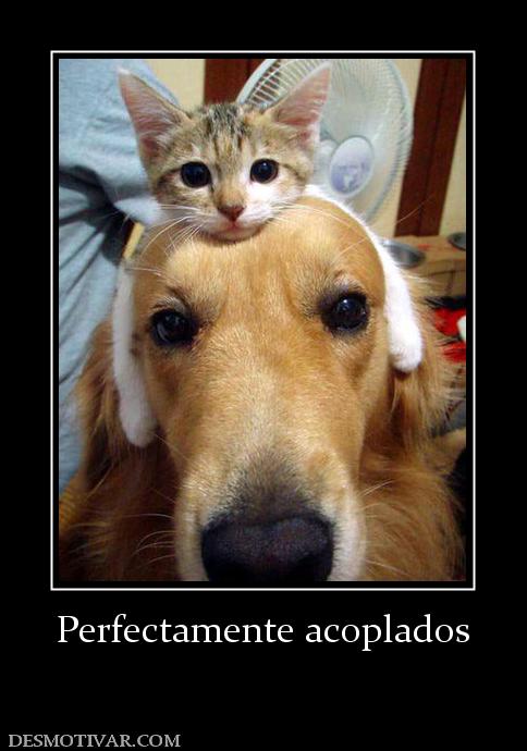 Perfectamente acoplados