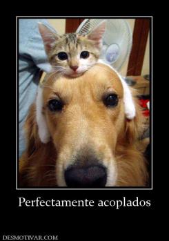 Perfectamente acoplados