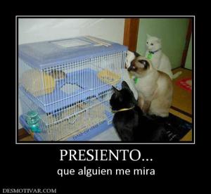 PRESIENTO... que alguien me mira