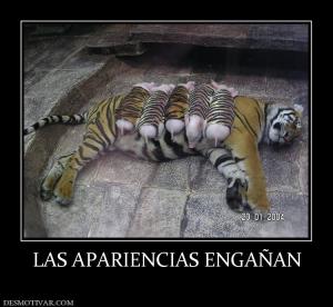 LAS APARIENCIAS ENGAÑAN