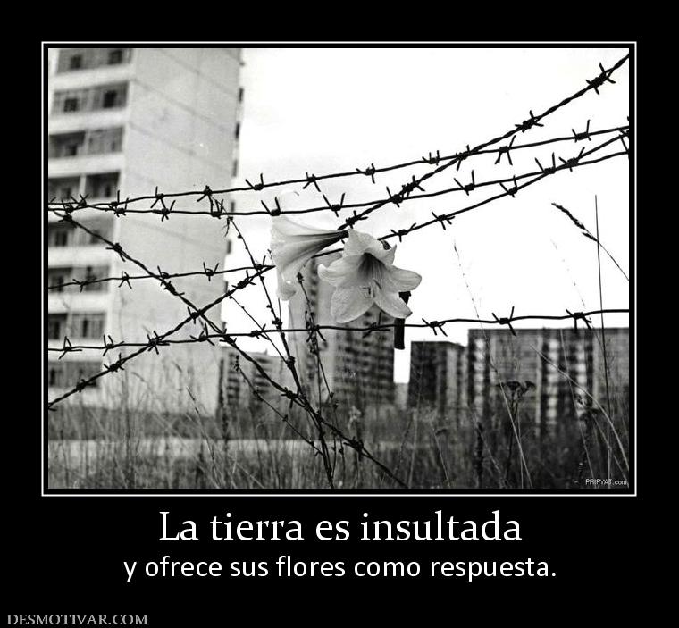 La tierra es insultada y ofrece sus flores como respuesta.