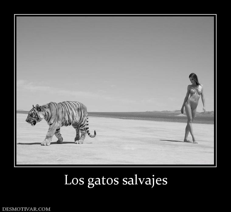 Los gatos salvajes