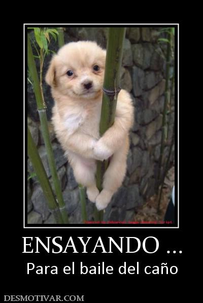 ENSAYANDO ... Para el baile del caño